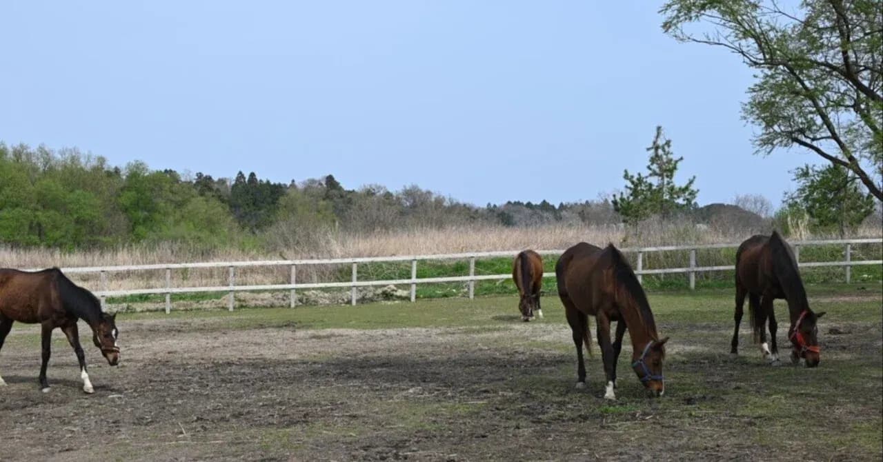 “珠洲ホースパーク”が引退競走馬に寄り添う場所になりたい